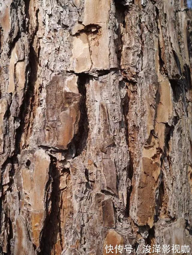 羊粪|路边捡来4种小东西,丢在盆底,一年不用施肥,也不怕烂根!