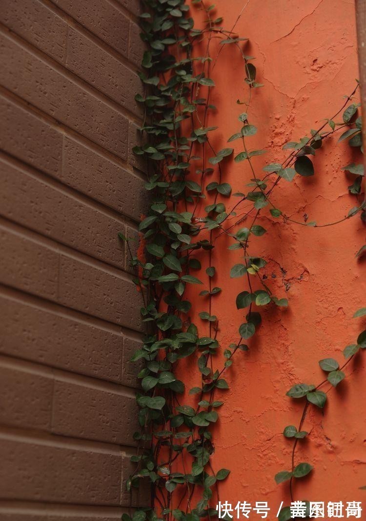 花园|荒废多年的80㎡小院,2年半时间打造成下沉式花园,太漂亮了!
