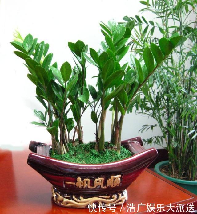 烂根|多亏养花达人提示，养金钱树、发财树，掌握3个技巧，蹭蹭长绿叶