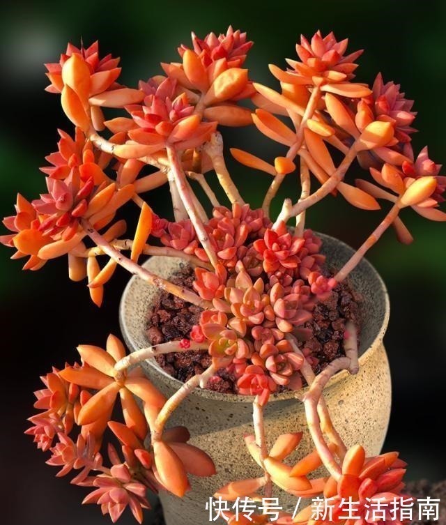 木质素|养多肉,就得让它“努力寻找远方”,成“老桩”的多肉才是王者!