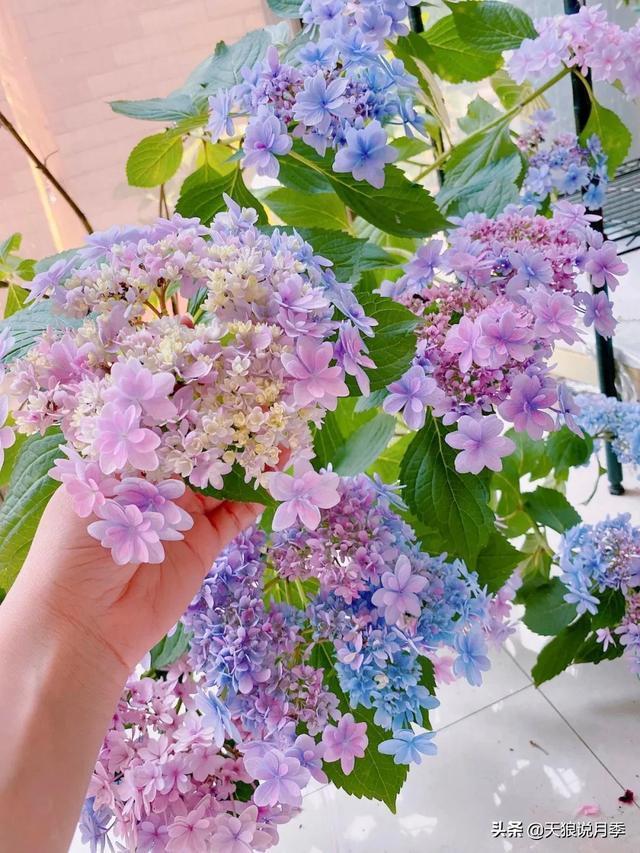 圆滚滚的绣球，瀑布般的花墙，这届花友也太会种花了吧