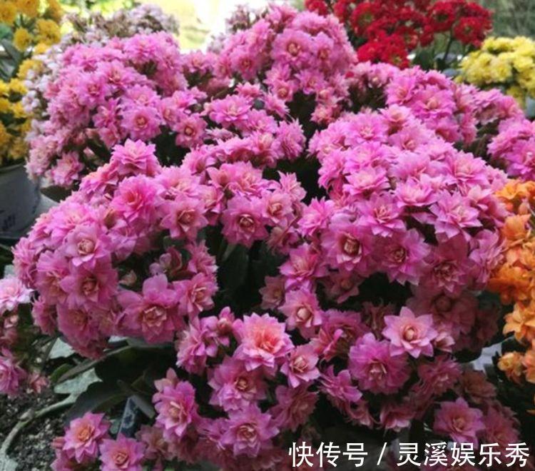 4种花很耐养,沾土就能活,浇水就疯长,不易生病好养护