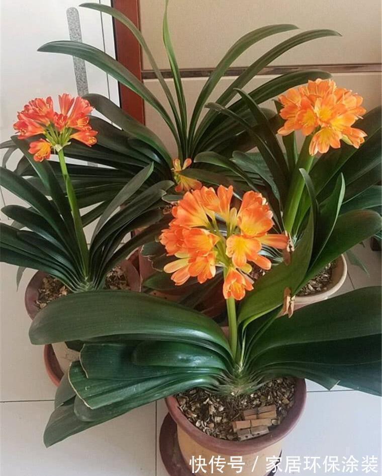 浇水|4种不娇气的花，管理很粗犷，照样能开花，枝叶美到爆