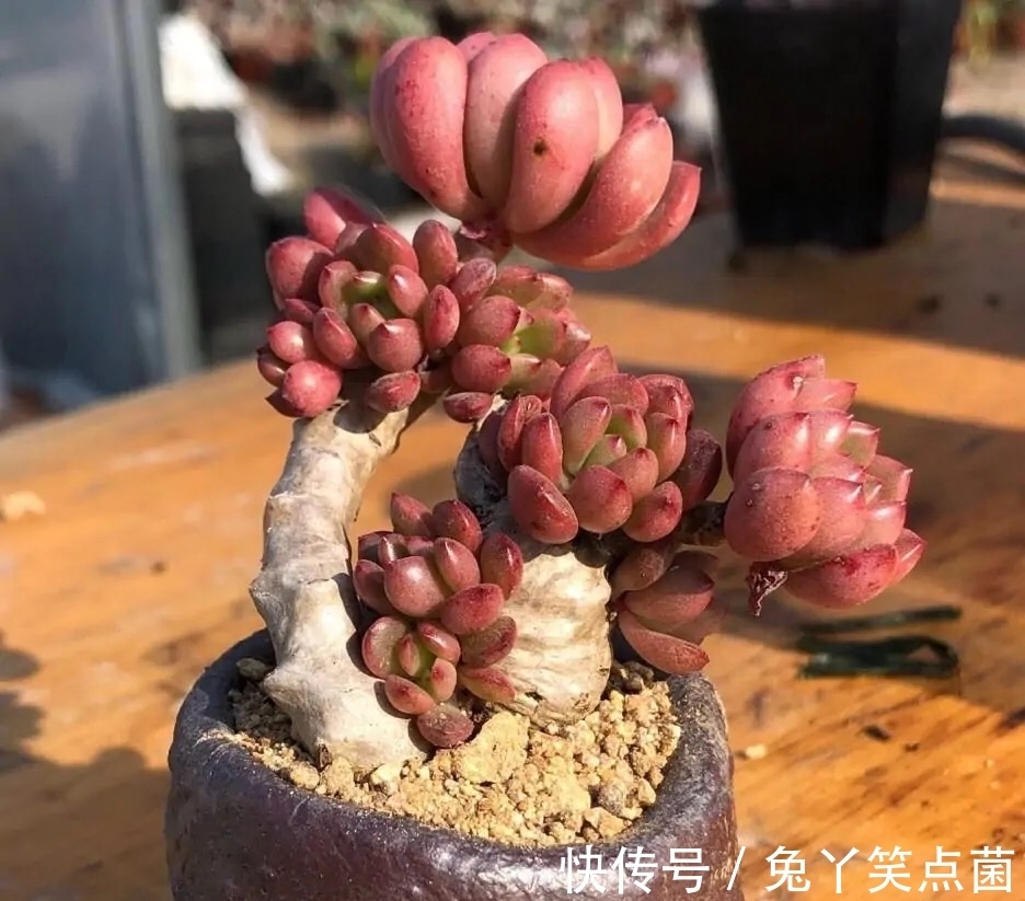 红宝石|这3种多肉养护的花友不少，能养成直立桩的却不多，真是太美了