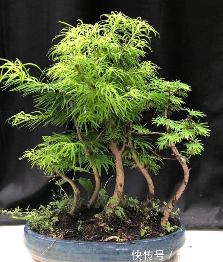 3种“贵树”,剪根枝条插土里,20天生根,3年长成“高价盆景”