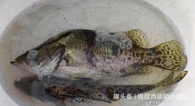 钓鱼人最“痛恨”的7类鱼,十个钓鱼人里面,有九个半是讨厌的