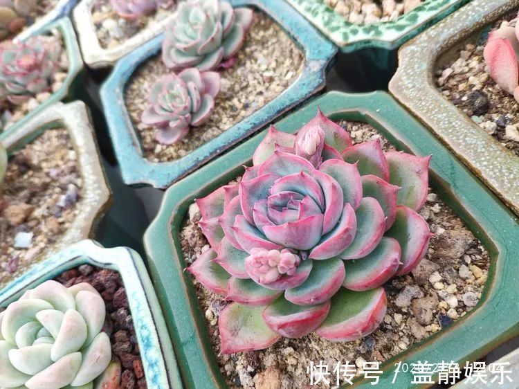多肉是戒不掉的瘾！多肉小白入坑一年小记！