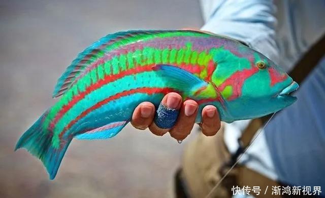 24张“活久见”生物照,仿佛来自另一个星球