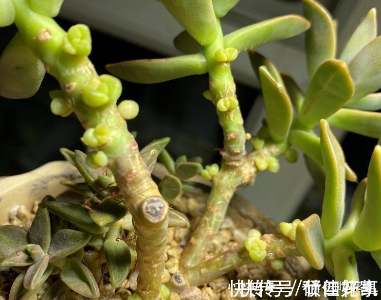 变群生|多肉一直独杆单头?6个小方法,轻松长满侧芽,独苗爆头变群生