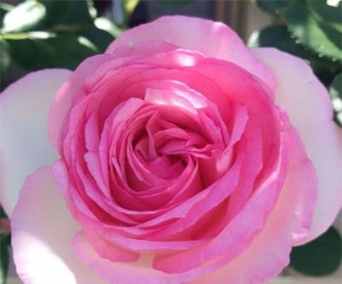 月季|养月季,用土方法,窜出新芽,枝繁叶茂开花多