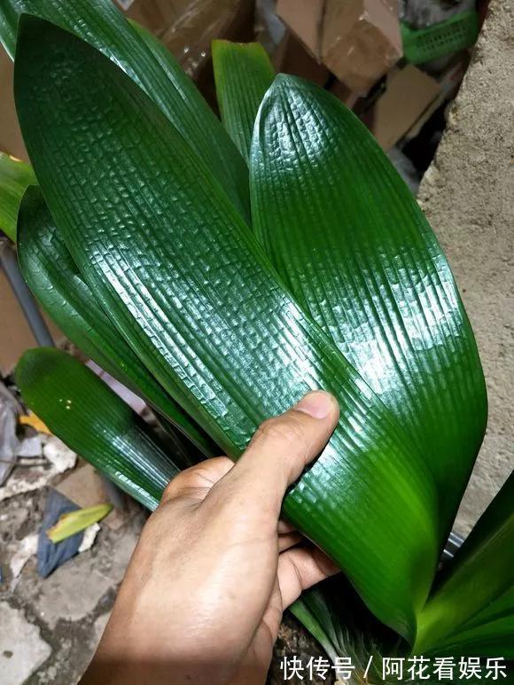 君子兰长得太慢学几招,叶子猛长花开不断,美翻天!