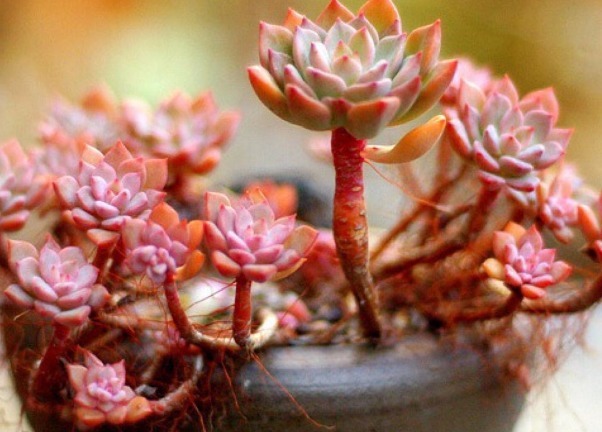 花期超长的一些花朵,比绿萝还好养,观赏价值高,全年开花爆满