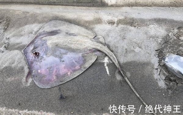 男子|男子在海上钓鱼,几小时后离奇死亡,医生给出诊断,家人捶打女儿