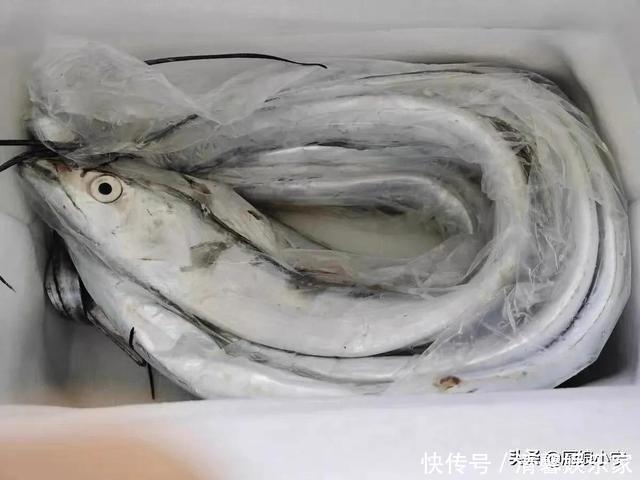 带鱼,黑眼睛和黄眼睛哪种好吃?内行人教你3招,带鱼肥厚又新鲜