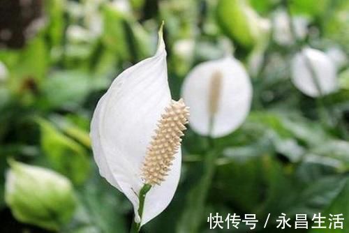 4种旺运花，吉祥添富贵，家里财运亨通，人见人爱！