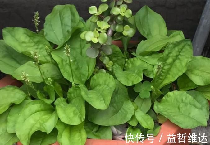 耳根|4种山上常见的野草,药用价值超乎你的想象,再不挖就老了!