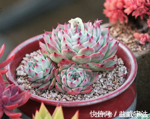 多肉林赛怎么养更紧凑教你3个小妙招,养出叶片红润饱满的林赛