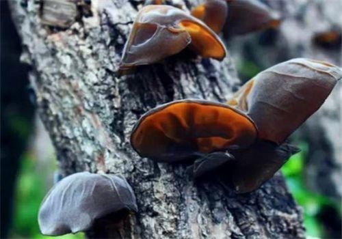 排毒|女性可以常吃3种食物,排毒养颜、增强体质,谁吃谁受益!