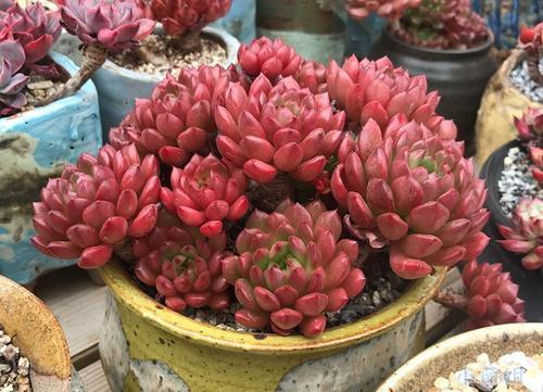 光照|颜值超高的红宝石多肉，生长快易爆盆，更容易逆袭，花瓣重重叠叠