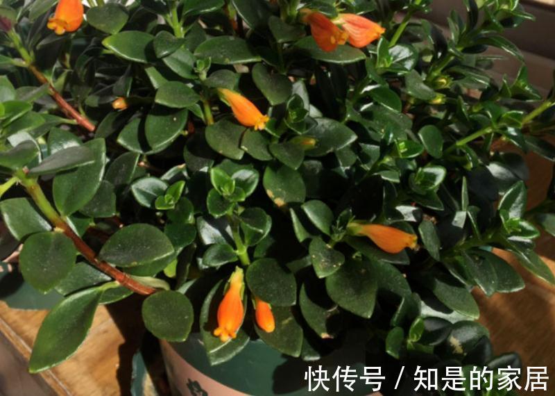 浇水|适合新手小白养的“吊兰花”,盆栽注意6点,花艳叶绿,长得好