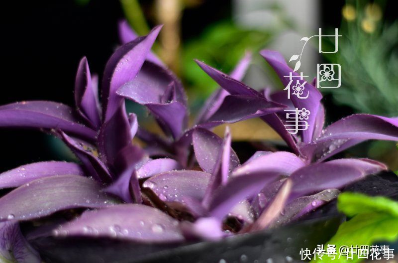 太阳花|懂花的人，喜欢在夏天养10种花，有香有色，越热长得越欢实