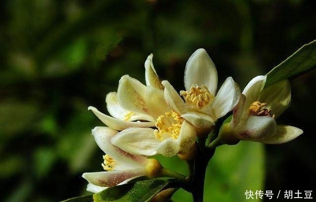 送给你实用的养花秘籍——盆栽柠檬的养护秘籍,简单实用花香四溢