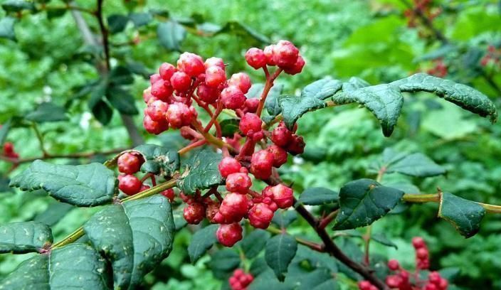 补药|花椒是一大“补药”，这4种病都“不攻自破”别在随便扔掉了