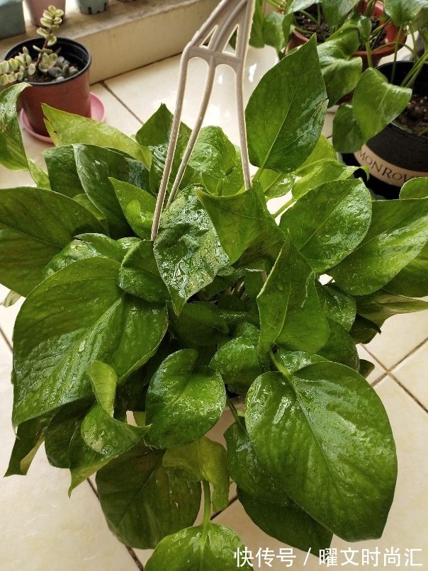 天生带“争议”的植物,有人觉得不吉利,有人觉得无所谓