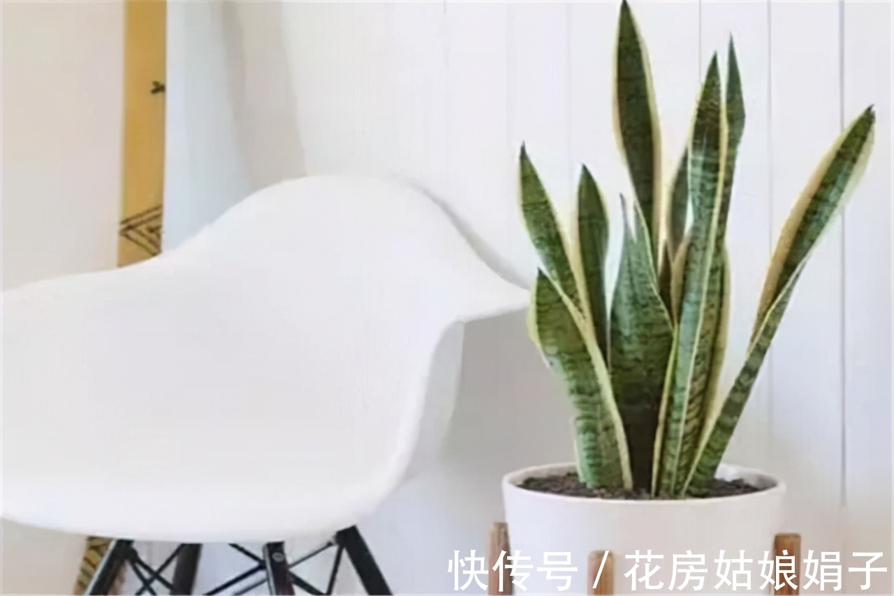 这几种花不生虫,养在家里太省心了,一点药不用,还长得叶绿花红