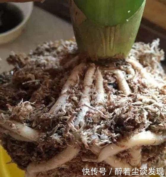 土质|楼下邻居装修，装了点木屑回家养花，给你们说说木屑养花的好处