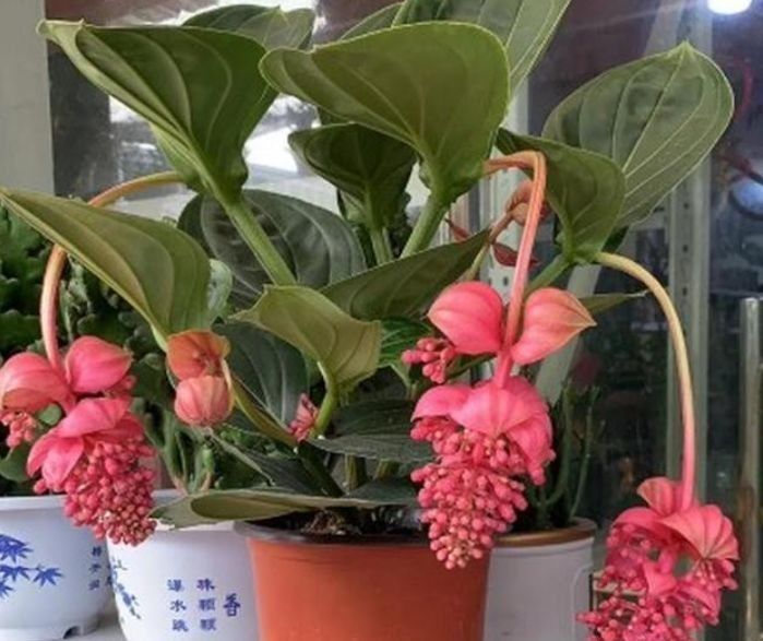 4种花超漂亮,惊艳四座,花朵大,浇水越多开花越多,美爆