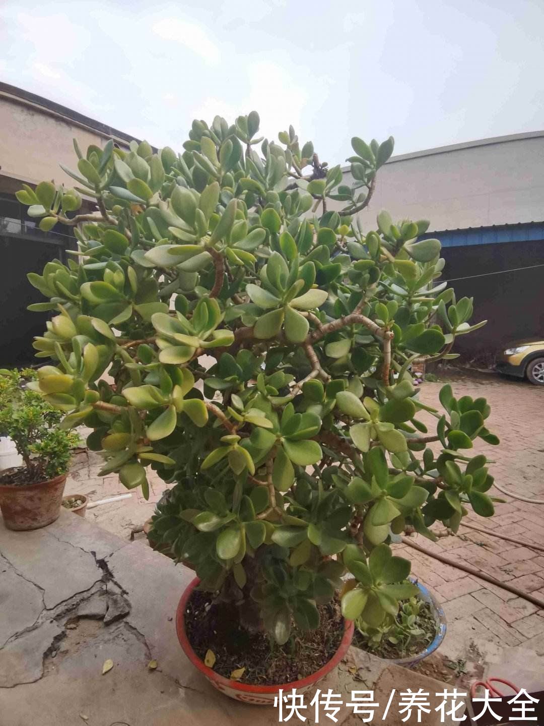 玉树开花真是“好兆头”，吉祥如意还镇宅，记住养护要点最重要