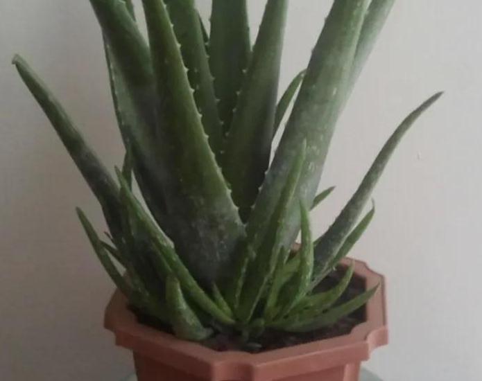 家里只养4种健康花,食用美化环境两不误