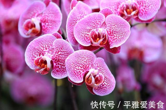 此花就像是高飞的蝴蝶，是一种高贵的花，是代表了爱情的花