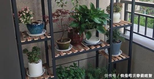 油烟机|什么残茶水、蚯蚓粪都不如它，往盆里埋10滴，叶子油亮开花旺！