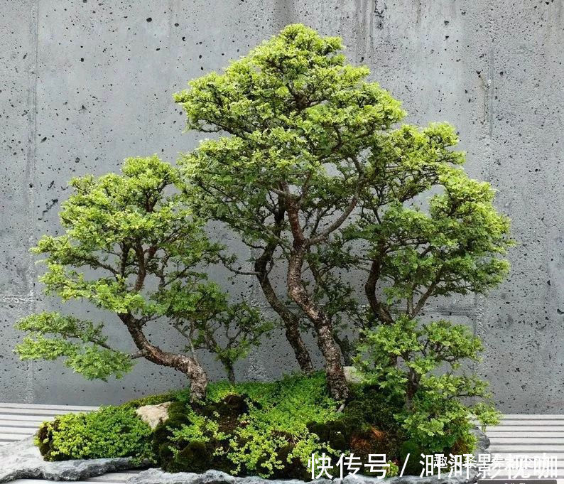 铜线|特别适合新手养的榆树盆景，养室内也能生长良好