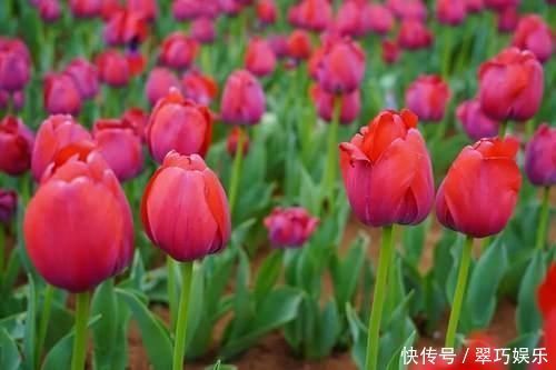 中年|快来洛南“郁”见春天这里千万株郁金香进入盛花期,像一道道彩虹