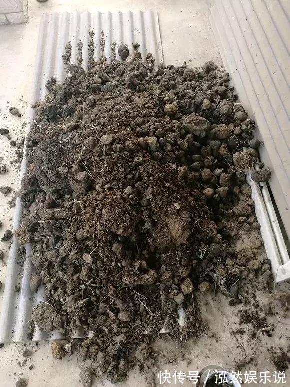 松软|盆土板结别着急,插根吸管倒点酒,松软又透气!