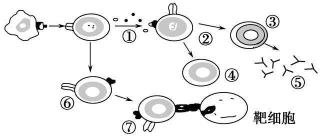 毒药 不只是氧气,雄激素或许也是一种“慢性毒药”