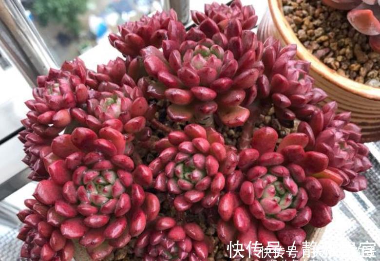 花箭|红宝石一直长花箭是咋回事?甭理它,它就是多肉植物中的“骡子”