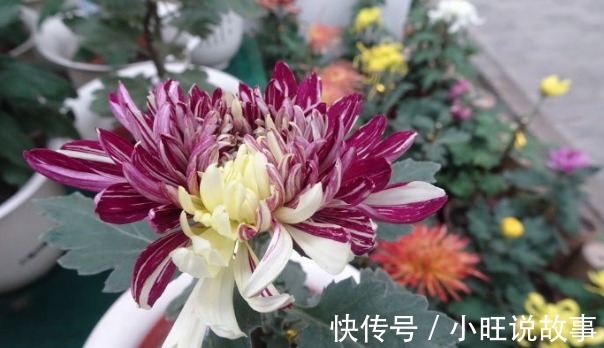 新手养花,不如养盆花中精品“大乔”,花艳绝伦,绝色双乔