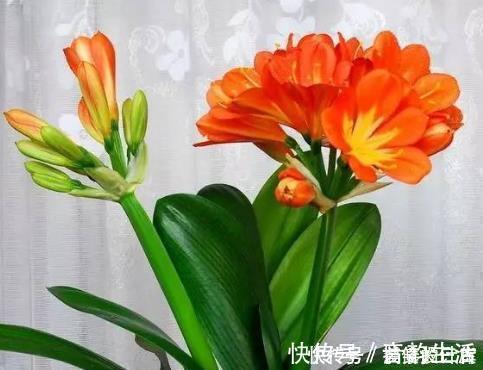 虫子|养花浇水时掺上它,虫子一个不留,省钱省事轻松开爆满盆