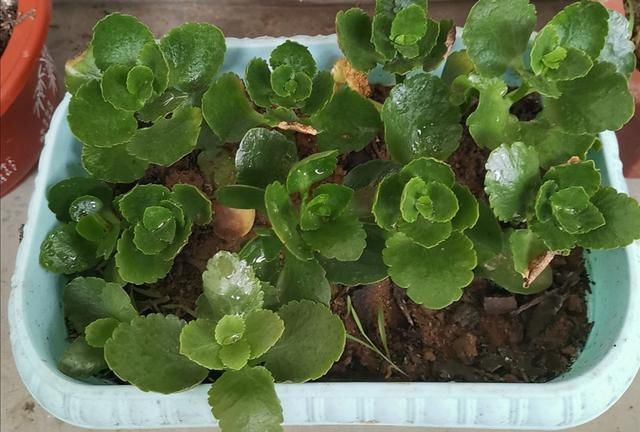 夏天这8种花,很好扦插,生根成活率高,不用再买