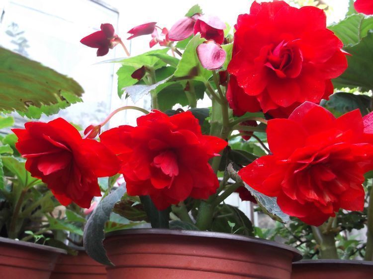 喜欢菊花,不如养盆夫妻花,色泽艳丽,美爆了