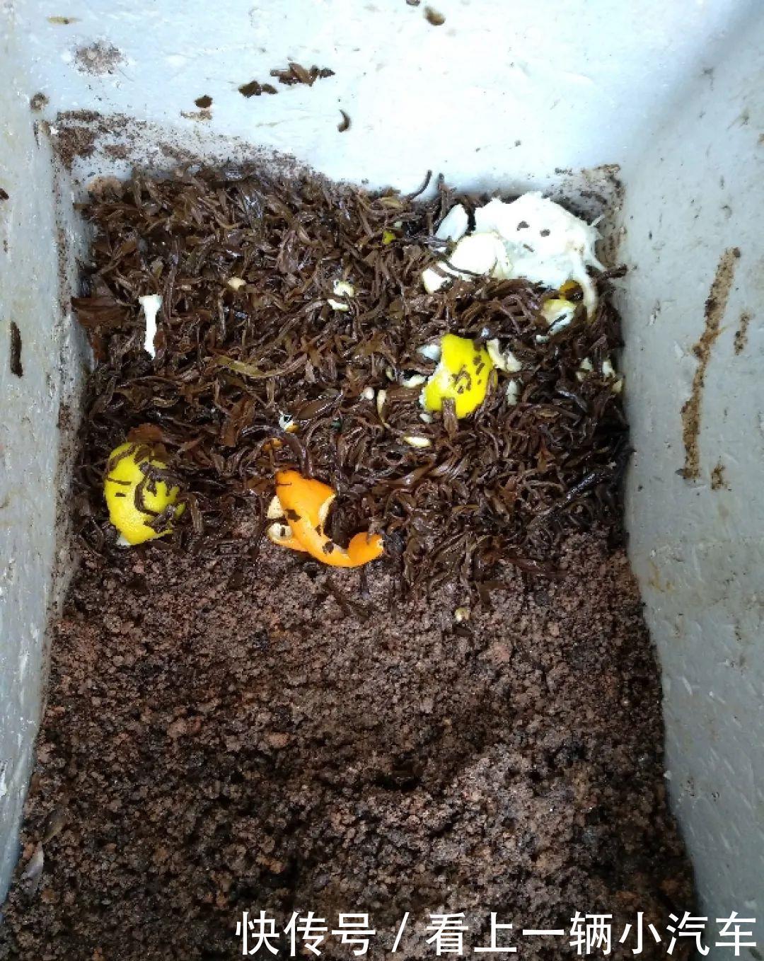 养花技巧：花盆里出现这个，抓紧换盆，不然一浇水就死翘翘