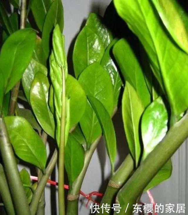 叶子|养金钱树做好两件事,一年“撑破盆”,新芽比老叶还多