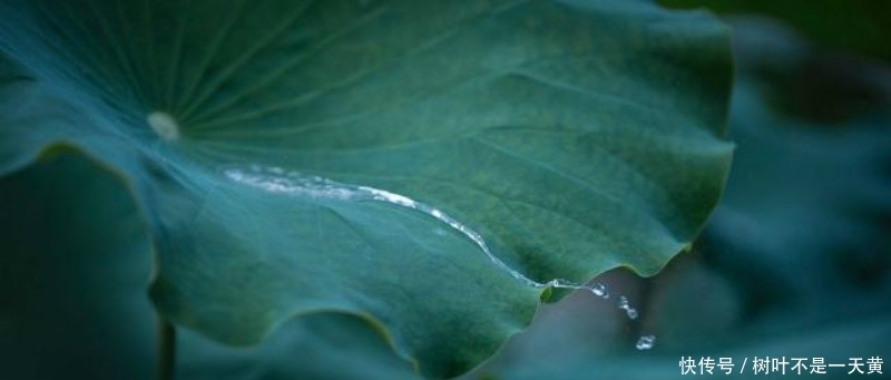 更是|欧阳修描写西湖最好的一首词,写得极为抒情,更是成全了一池荷花