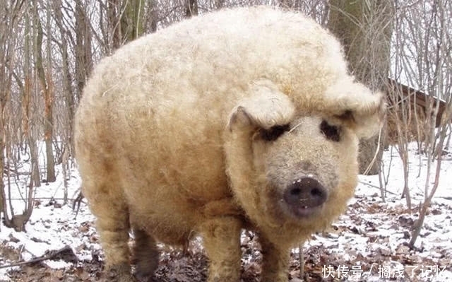 米其林|米其林大厨“最梦寐以求”的四种食材!外观却一个比一个怪异