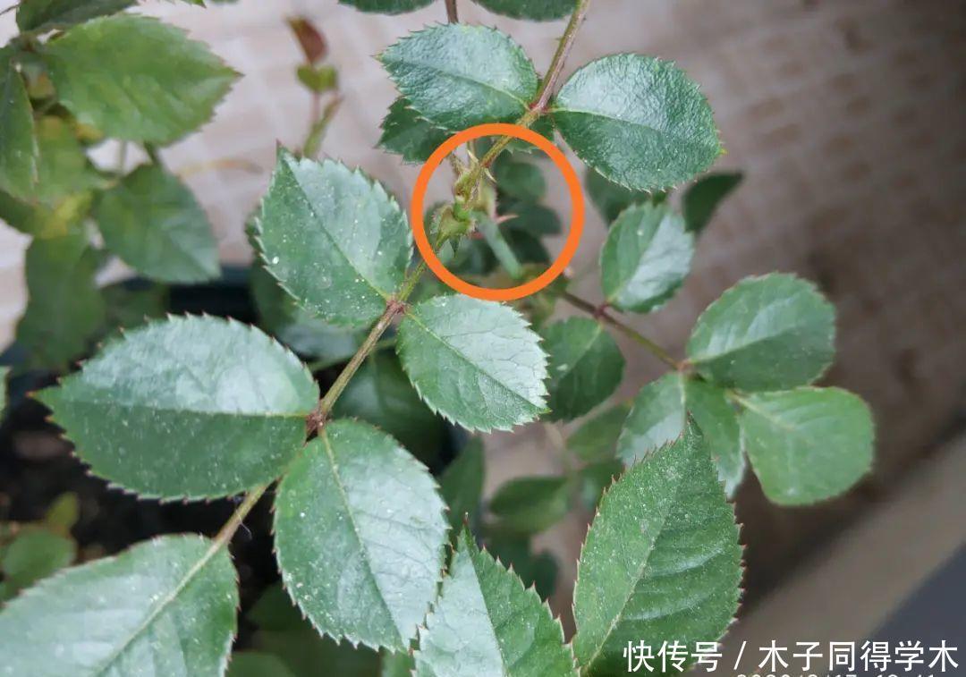 马上进入花期的花,10天一次肥,下个月就开花