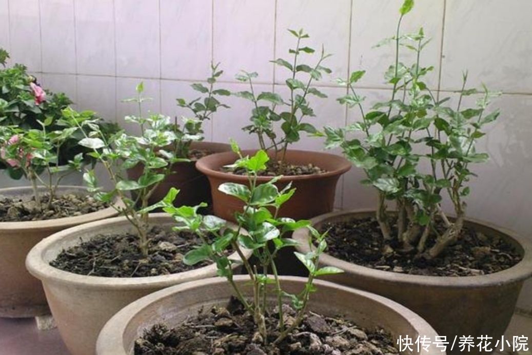 养护|茉莉开花少,咔咔剪几刀,枝头长满花苞